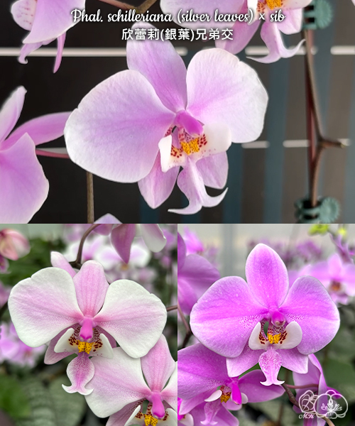 美品‼️ T.sucrei 選抜 銀葉種 赤花 美琪園藝Miki Orchid - 品種詳細頁